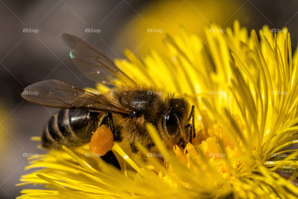 Honey bee on flower