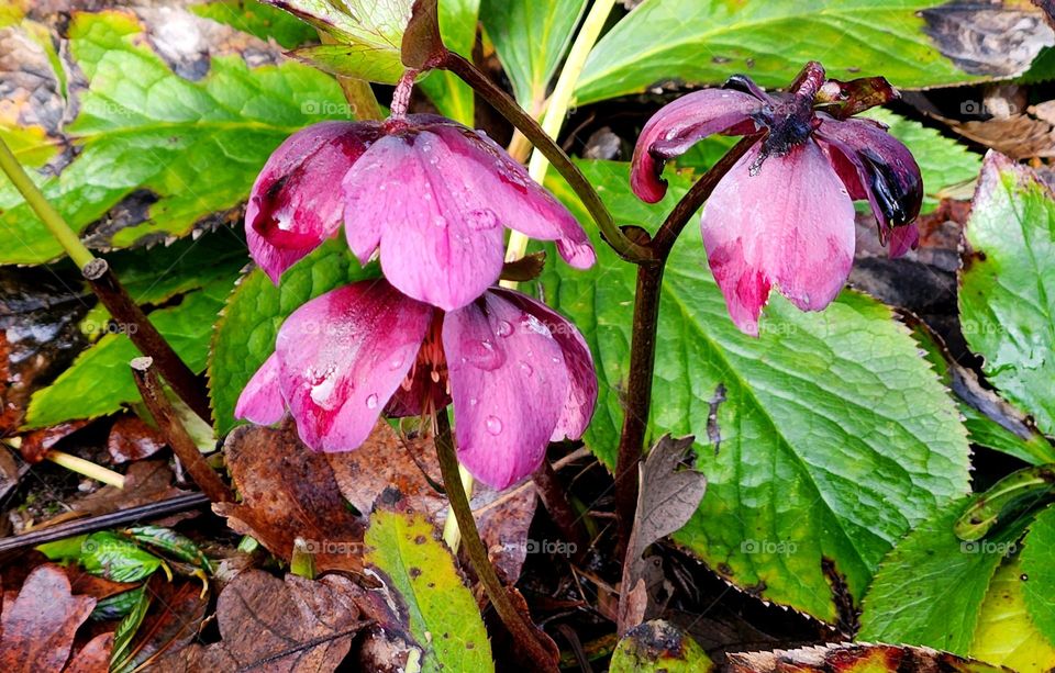 close up view of pink Hellebore flower blossoms and multicolor leaves wet with raindrops on a Spring afternoon in Oregon