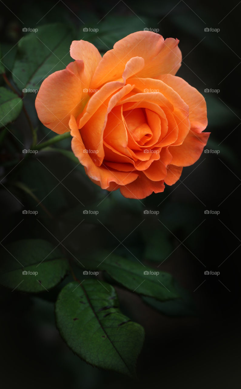 Orange Rose Flower