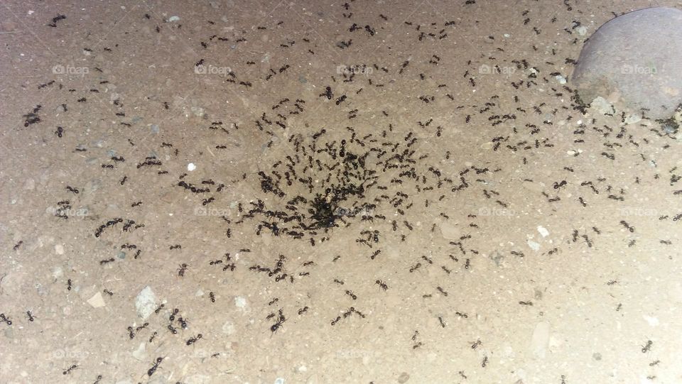 Ant s colony.