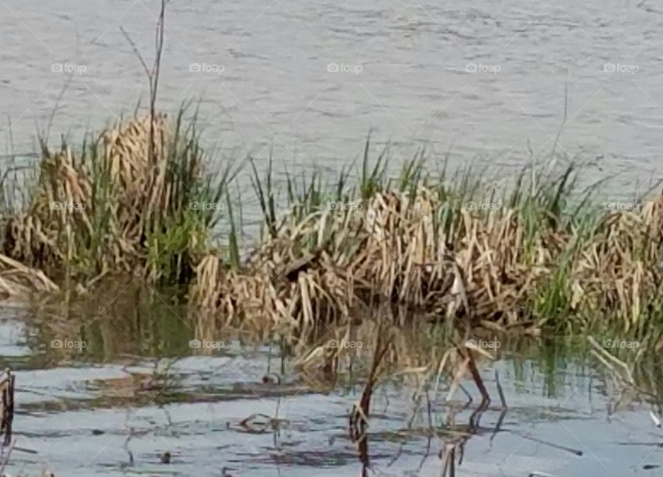 After the Storm,  turtles