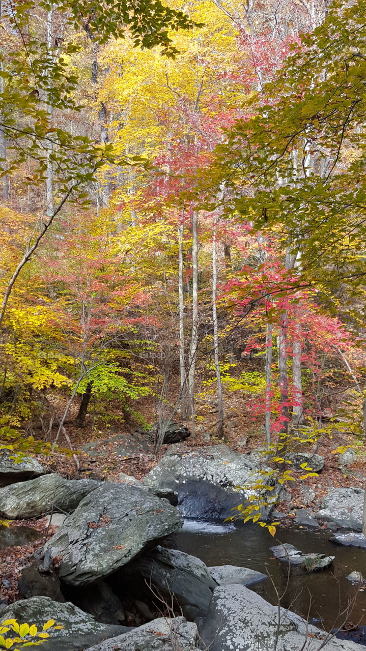 Fall, Leaf, Nature, Wood, Tree