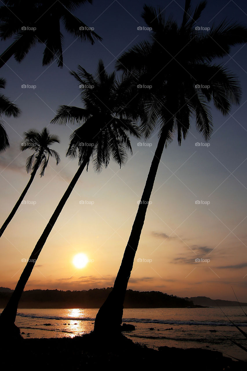 pohon kelapa di ujung matahari