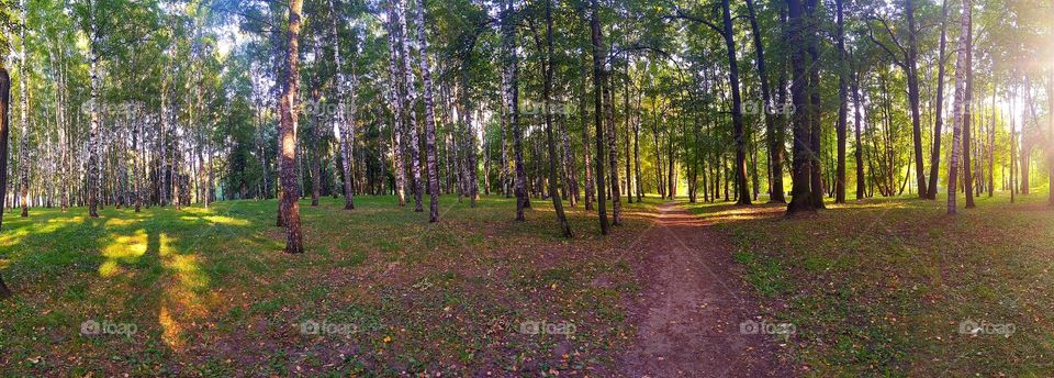 Panorama.  White trunks of birches, green trees behind which the river flows