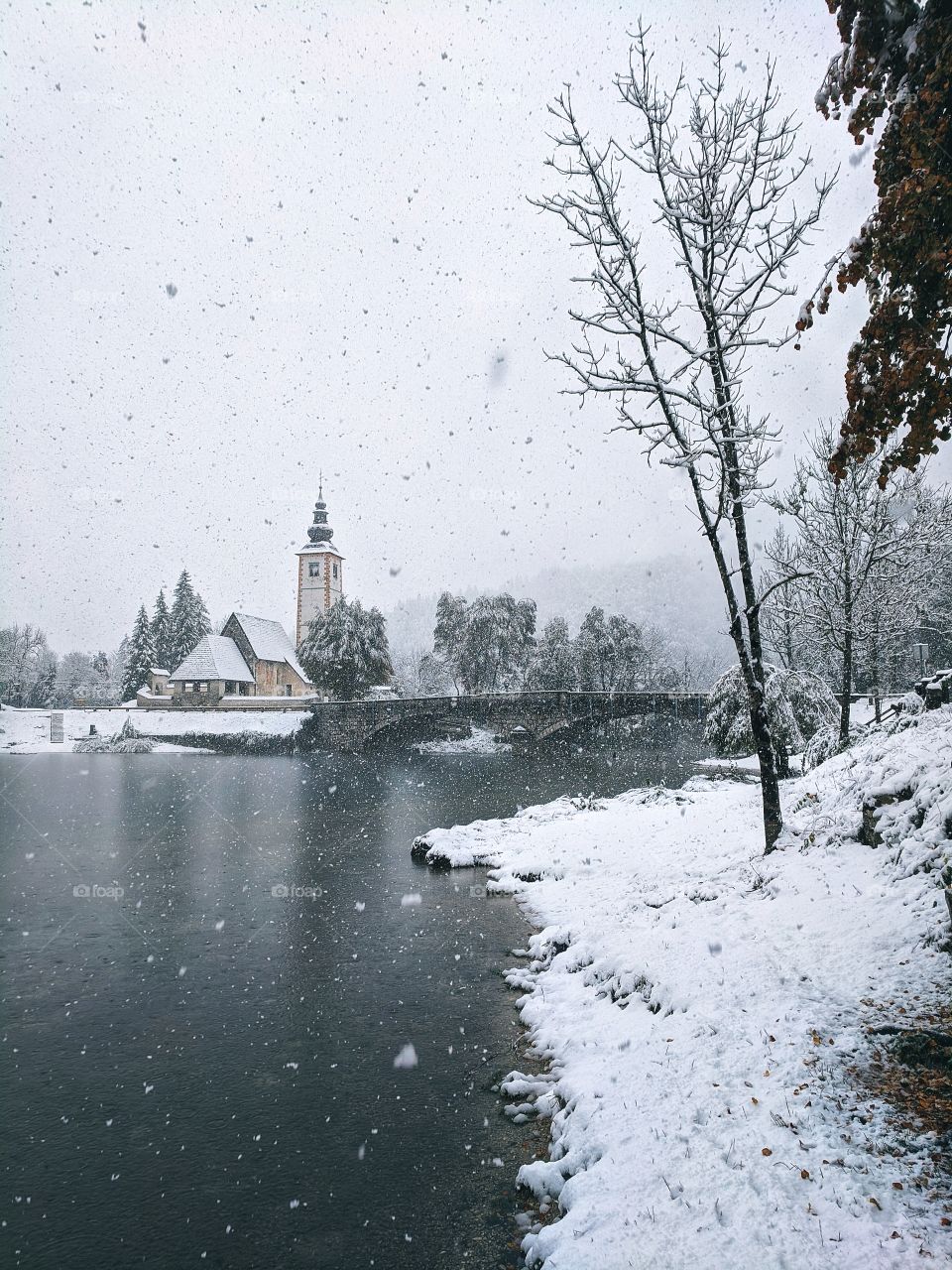 View of snowfall over the lake Bohinj and snow-covered Christmas trees in winter