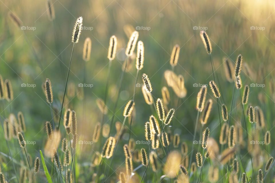 Natural wonder, grass lit up with sunset sun, macro closeup