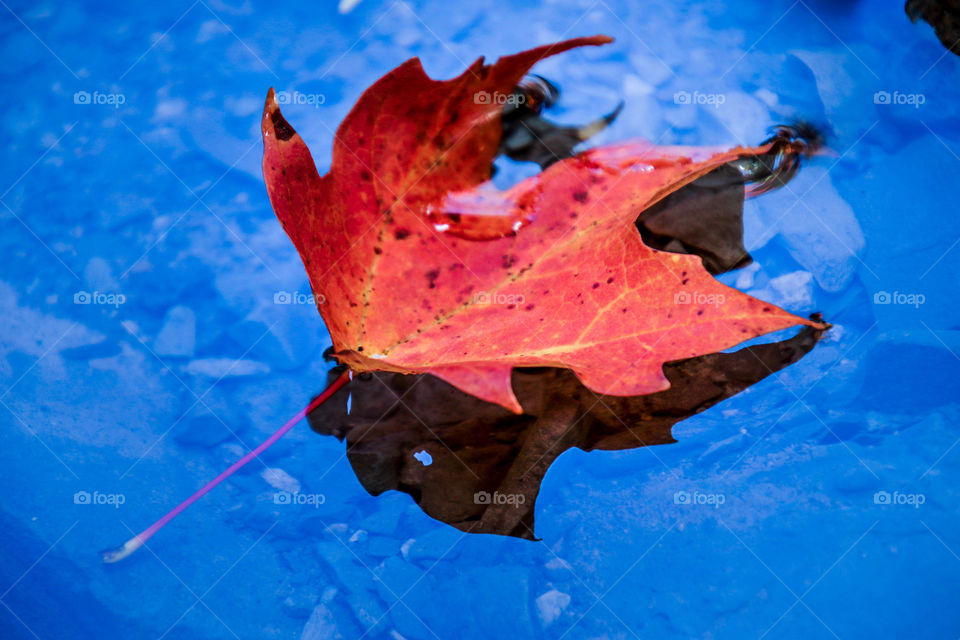 Orange maple leaf in water