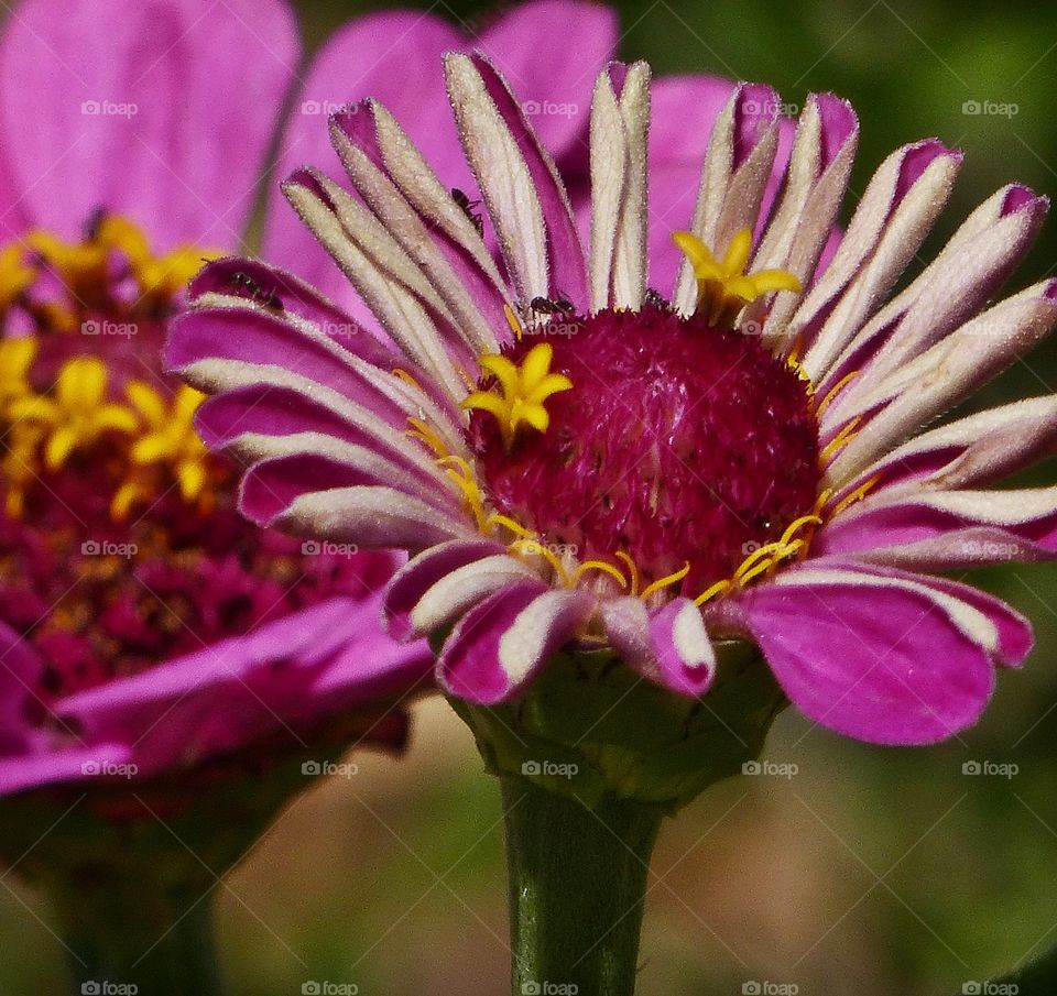 Ants on Zinnias 