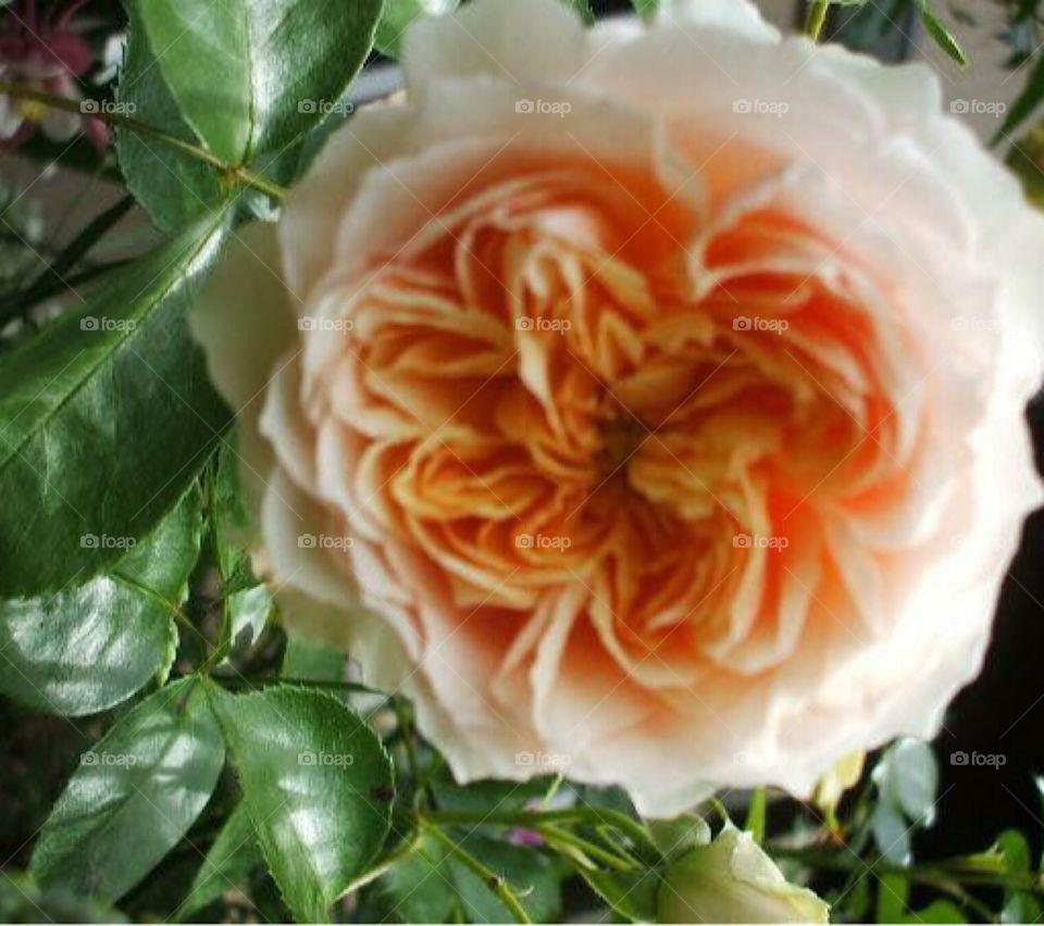 Pretty rose