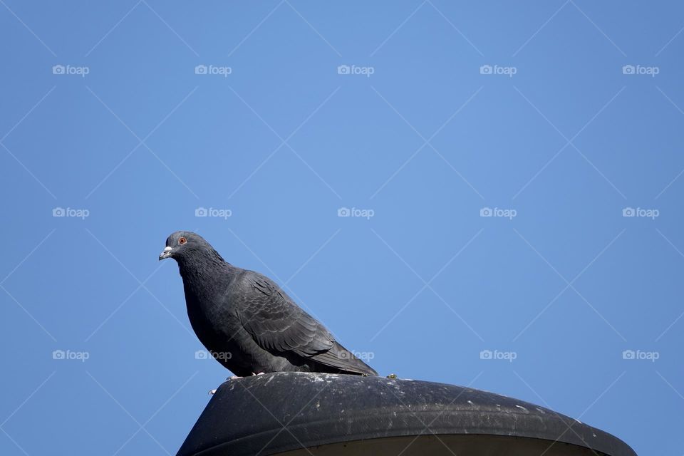 Pigeon takes a rest on the street light with blue sky background