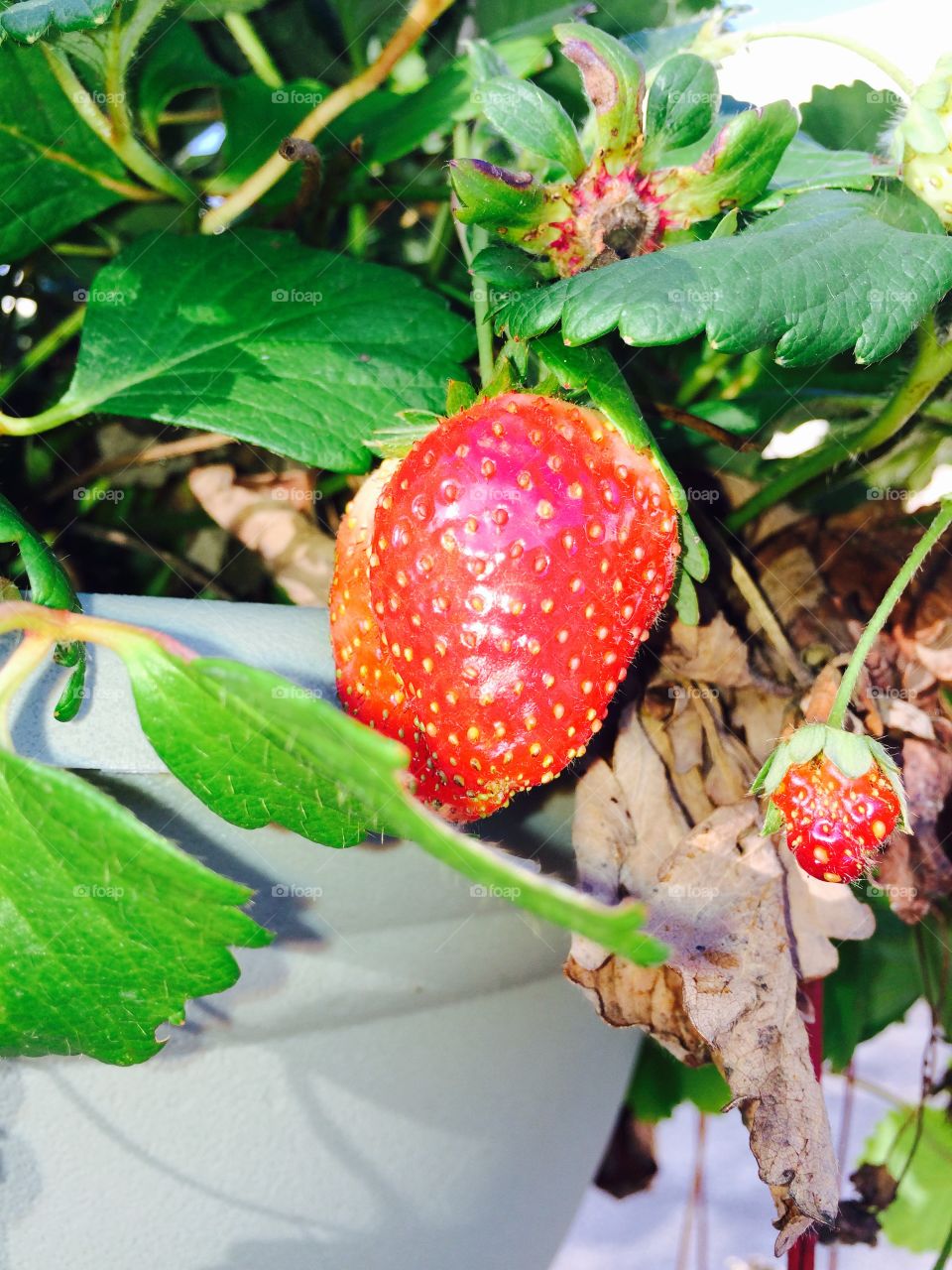 Strawberry close up 