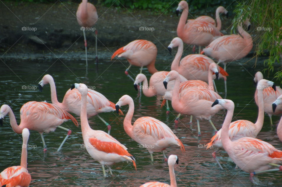 Group Of Flamingos