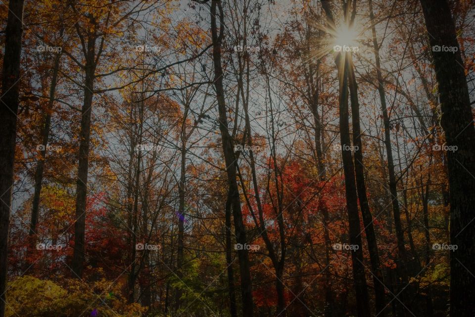 Fall scene with sunburst