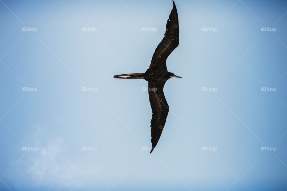 Frigate Bird Flying