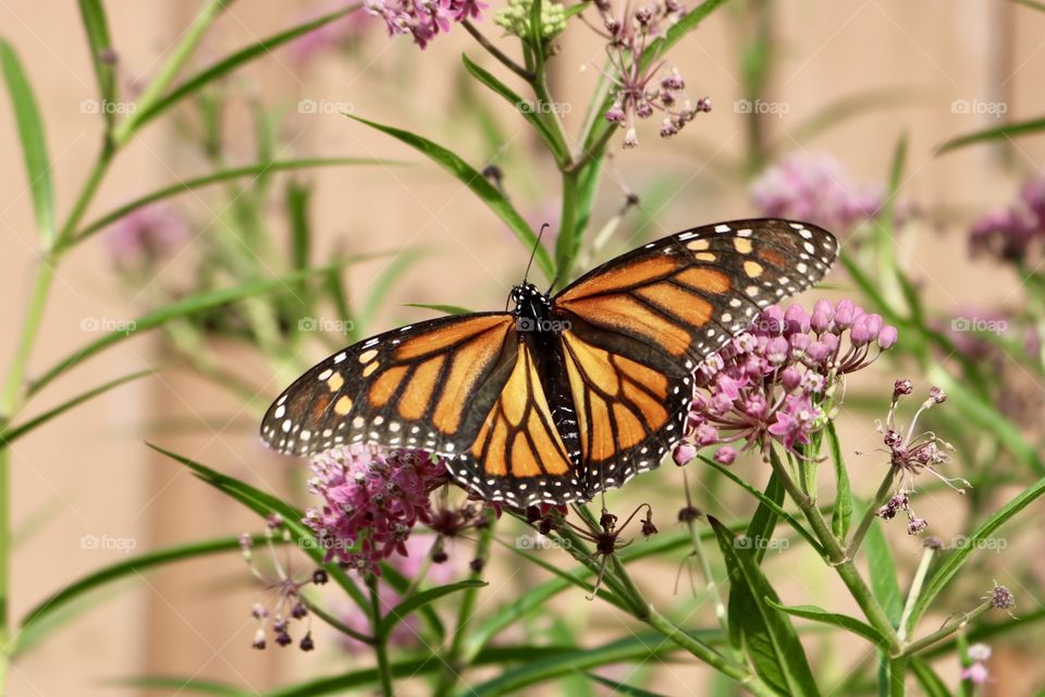 Beautiful Monarch butterfly on milkweed 