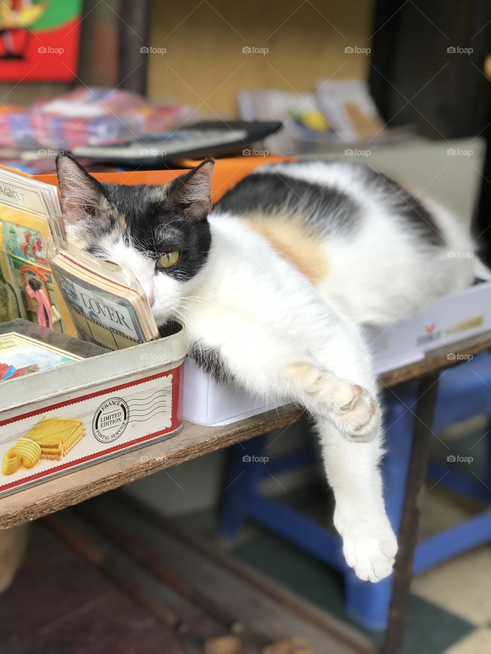 Lazy bookseller resting on a vintage Lover book, and definitely without a care in the world! 