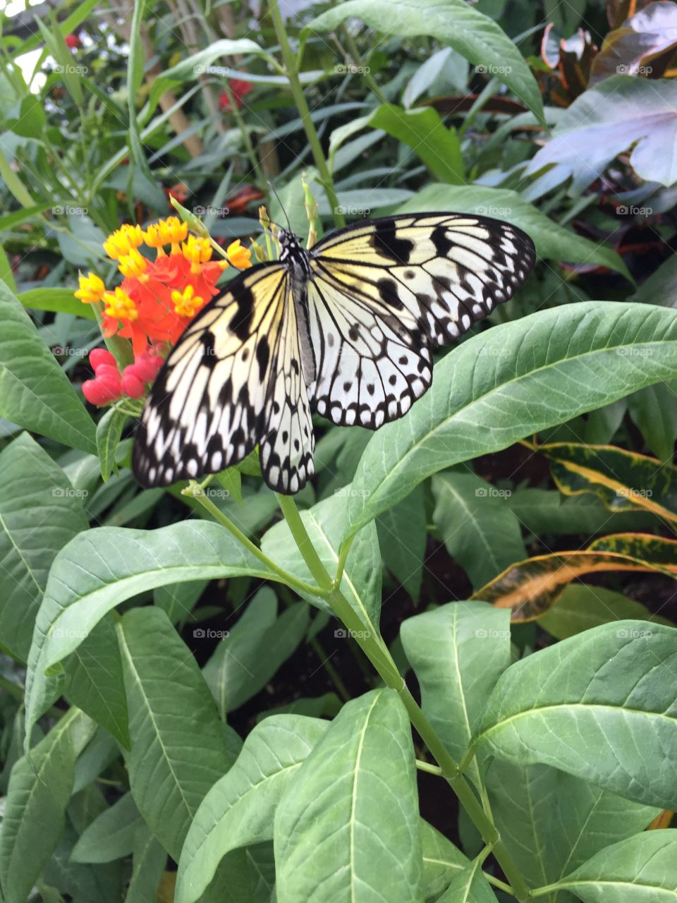 Butterfly zoo