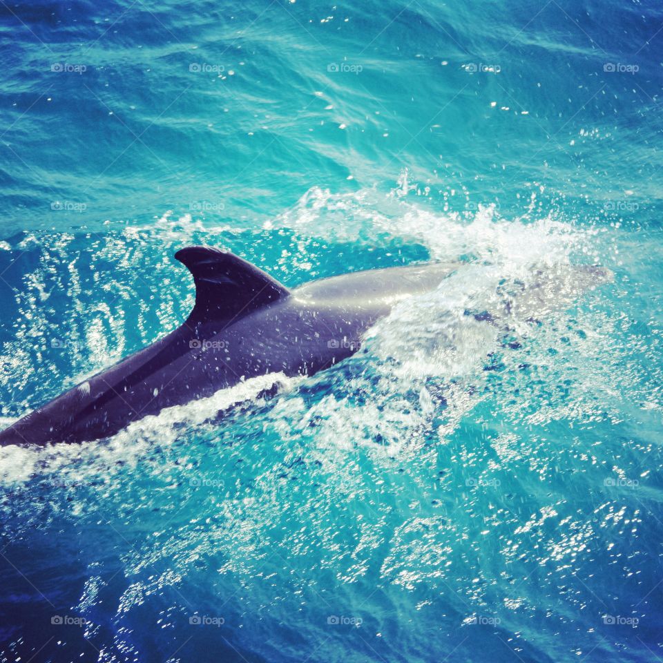 FIRST TIME TO SEE A DOLPHIN . I was in a boat trip in Hurghada, Red Sea Egypt. and while we were there, we saw some dolphins far away. The captain tried to get close to them and called them, one of the dolphins came really near to us and it was really nice and fun 