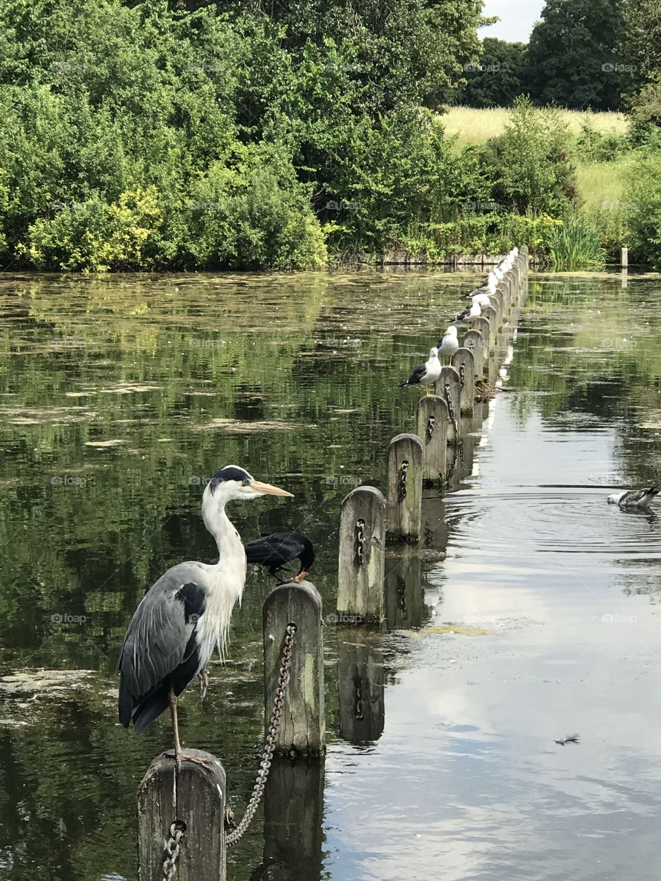 A perching Heron - Hyde Park, London