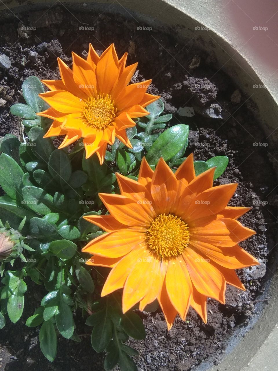 Beautiful yellow orange flowers from my home garden. #greenery #yellow flowers