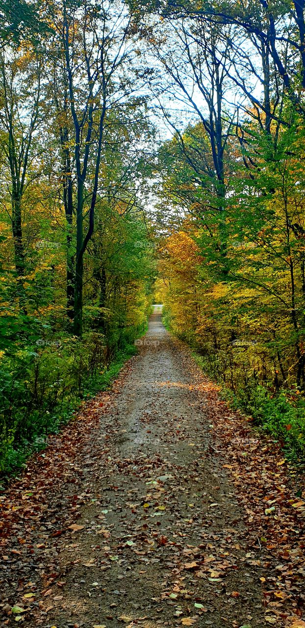 Road through forest in autumn colors