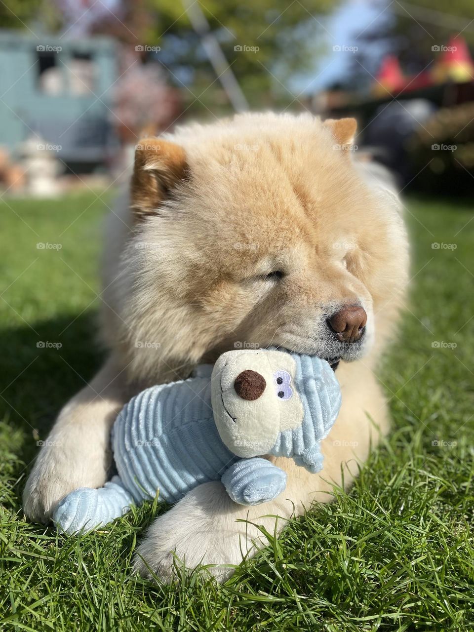 Chow chow holding teddy bear toy 