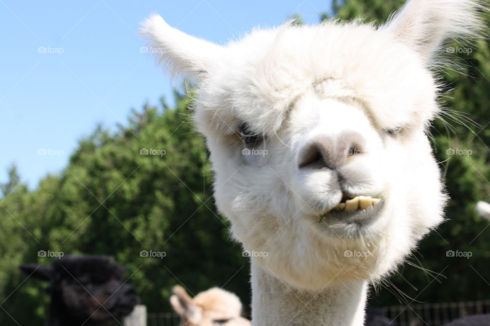 Portrait of a white alpaca