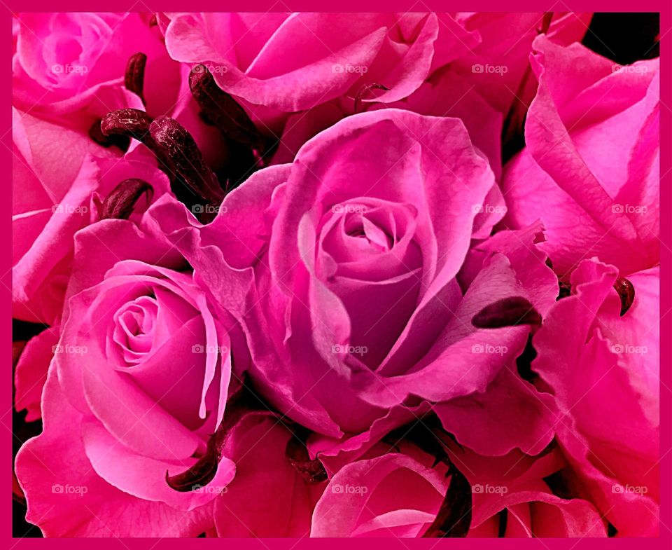 Pink Roses 