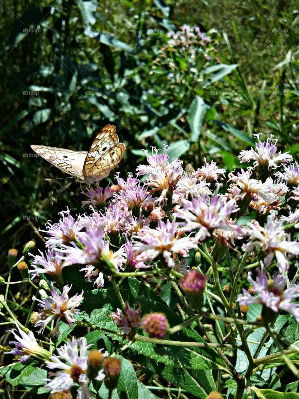 Borboleta pavão branco entre as perfumadas lilases