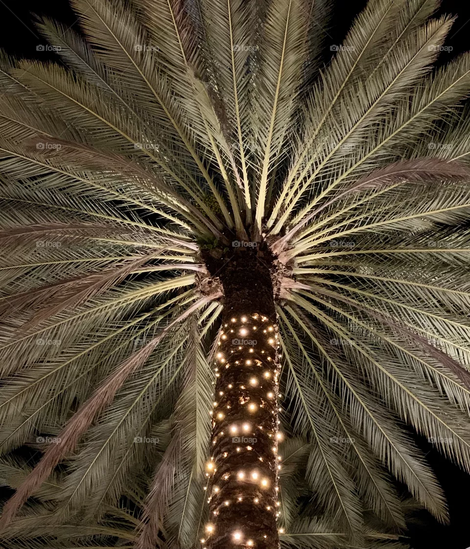 Palm Tree at night