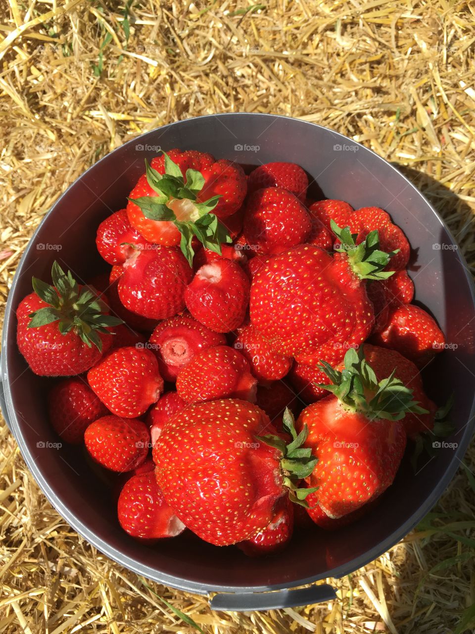 bucket with strawberries