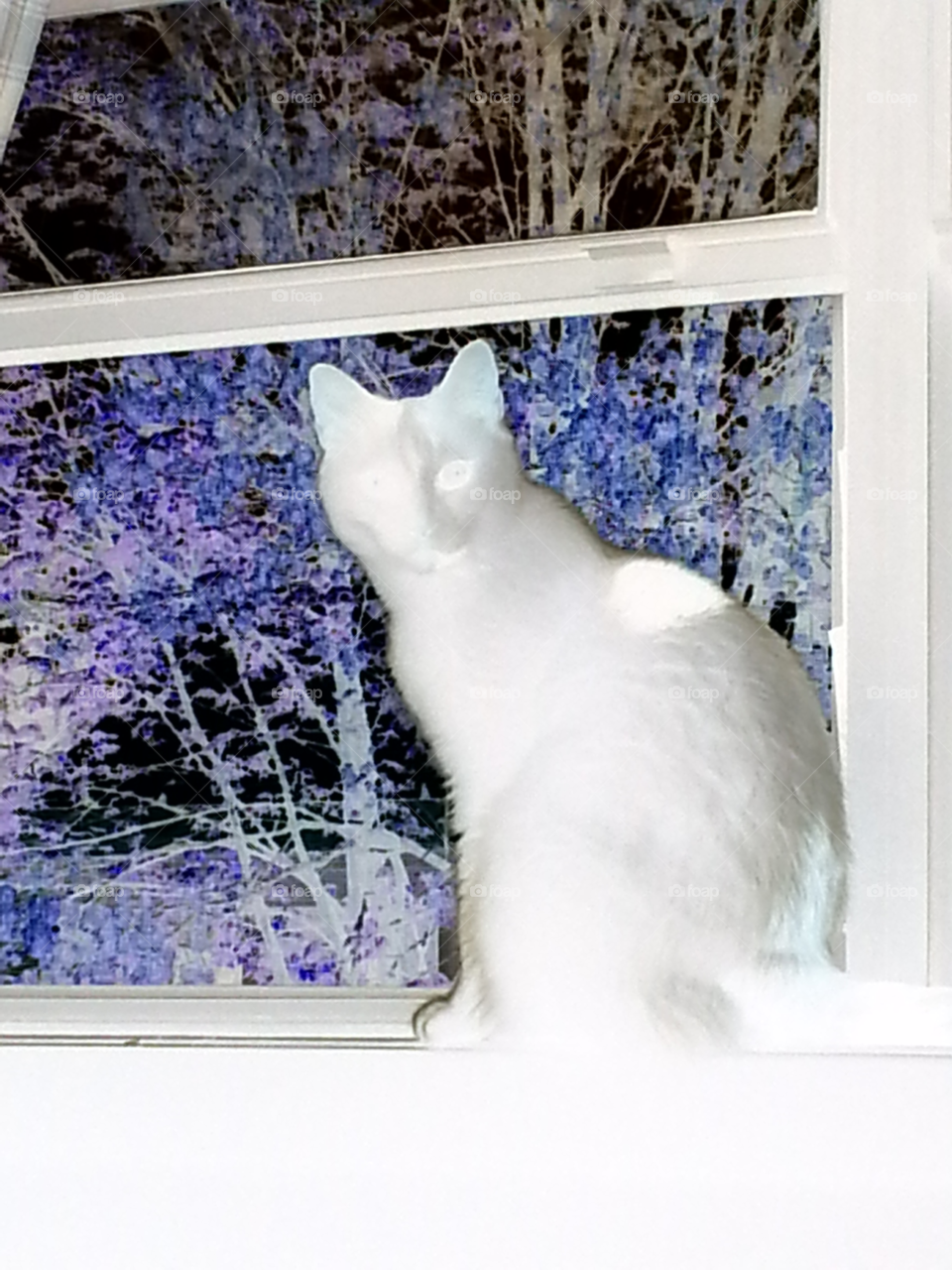 "Ghost" cat. inverted picture of my cat