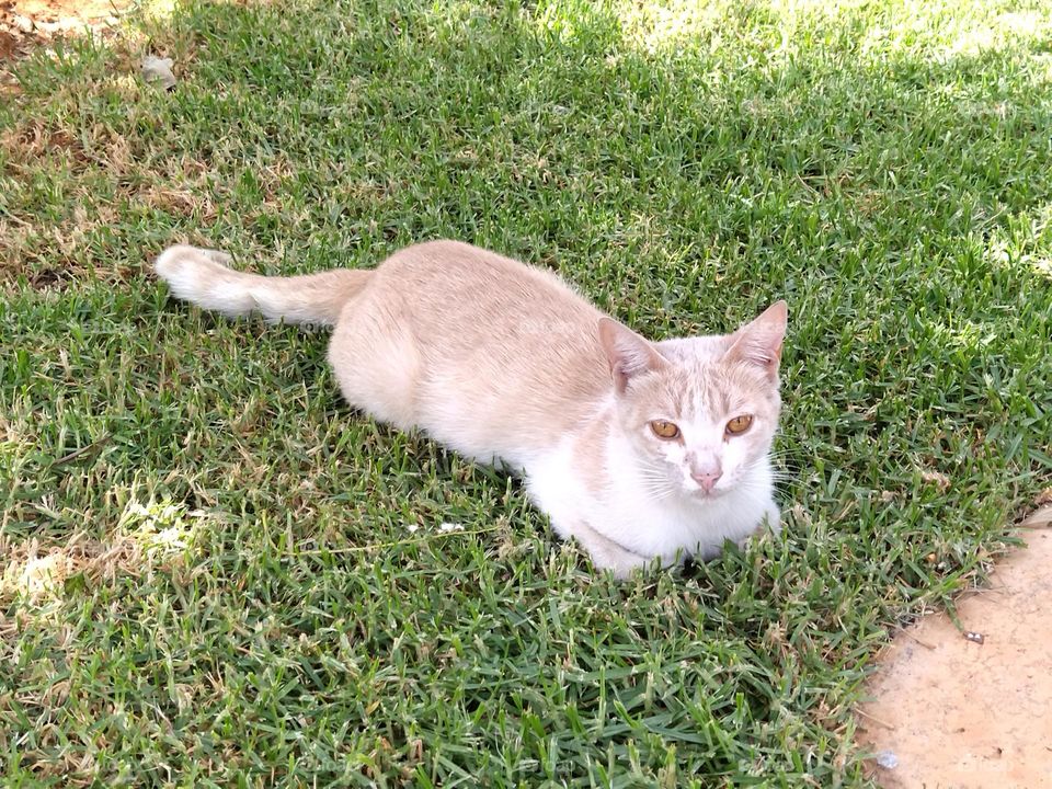 cat in the garden