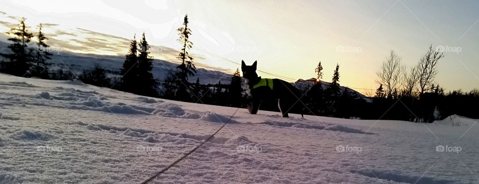 Sunset and a dog!