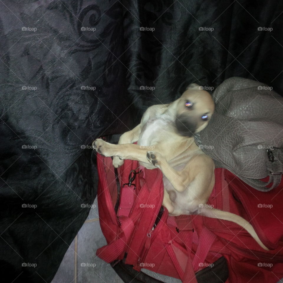 my puppy's favorite sleeping spot