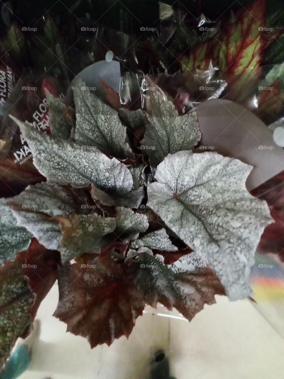 Begônia  Rex,  também  conhecida , como Begônia  do Rei é uma planta ornamental,  apreciada pela beleza exuberante de suas folhas, agregando elegância  e sofisticação   a qualquer  ambiente.