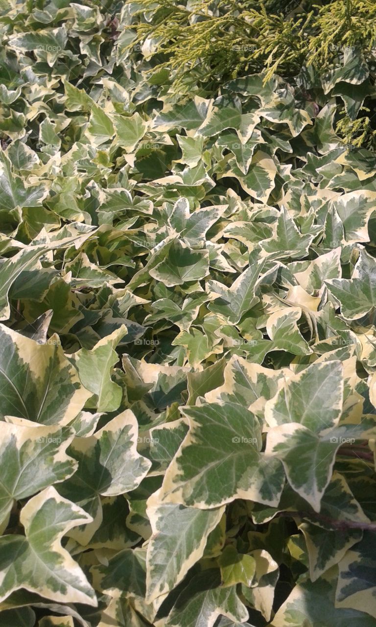 Ivy patch. This is my favorite type of ground cover. A creamy golden edge around each green leaf.