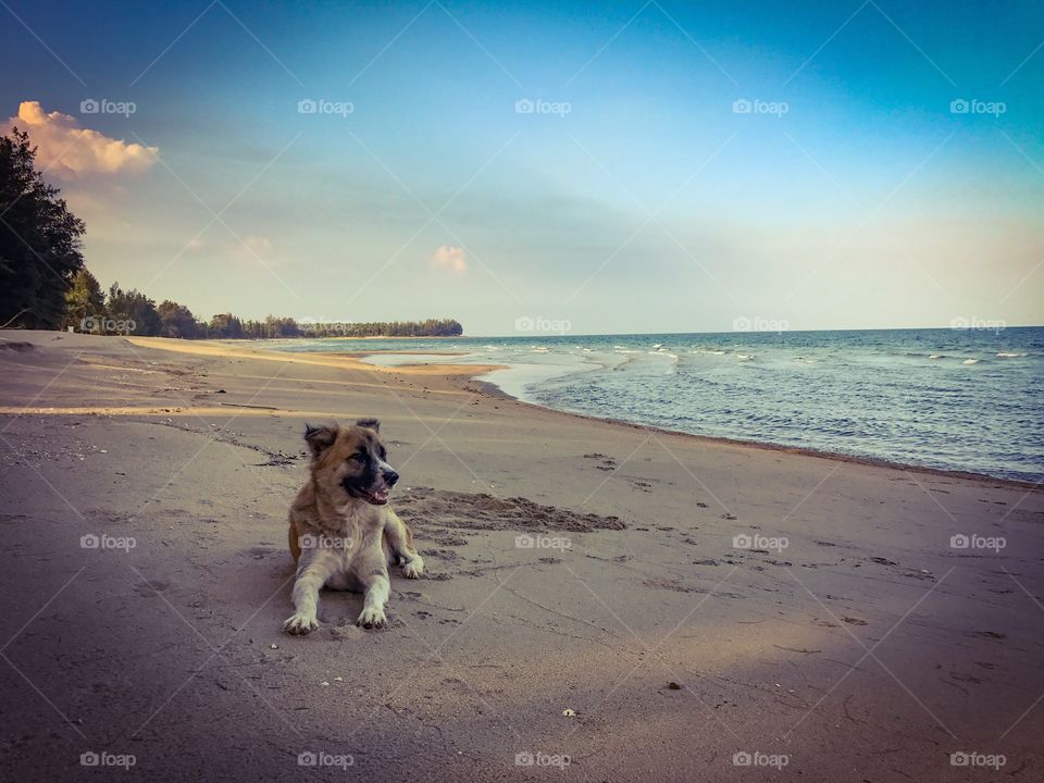 A dog on tropical sandy beach in Thailand
