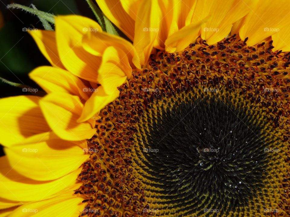 Sunflower closeup 