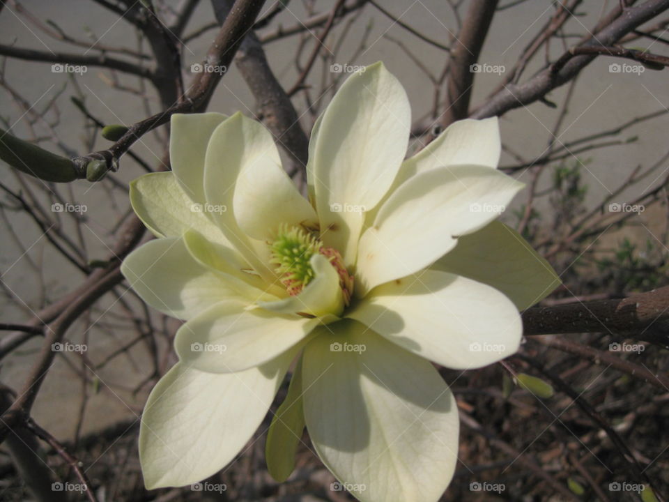 Magnolia