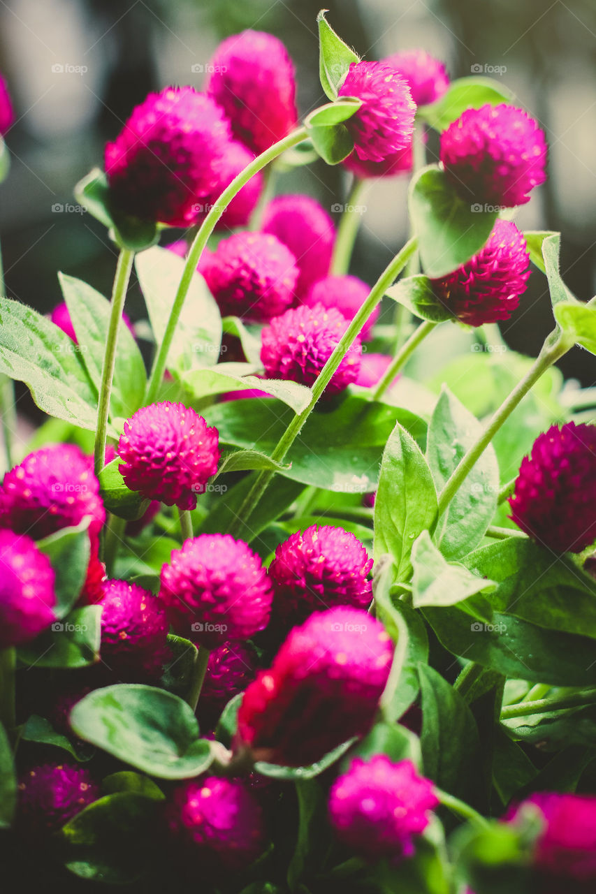 globe amaranth