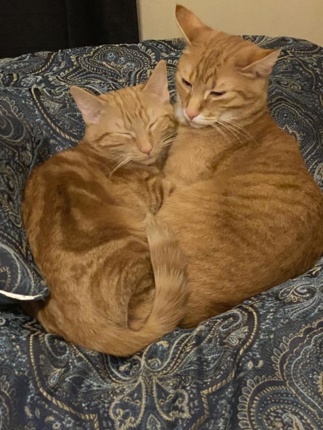Love is love