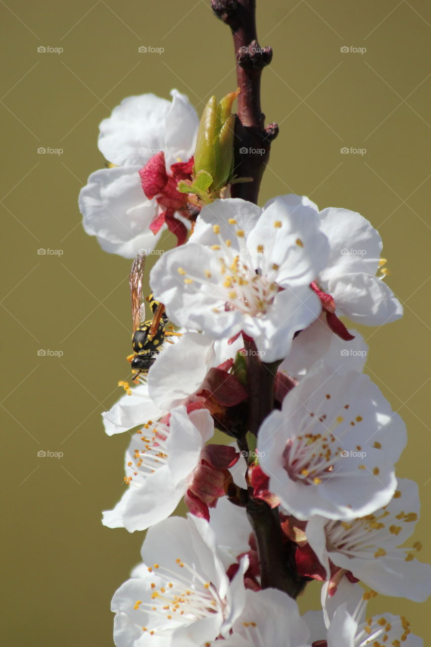 wasp gathering nectar of apricot tree flower