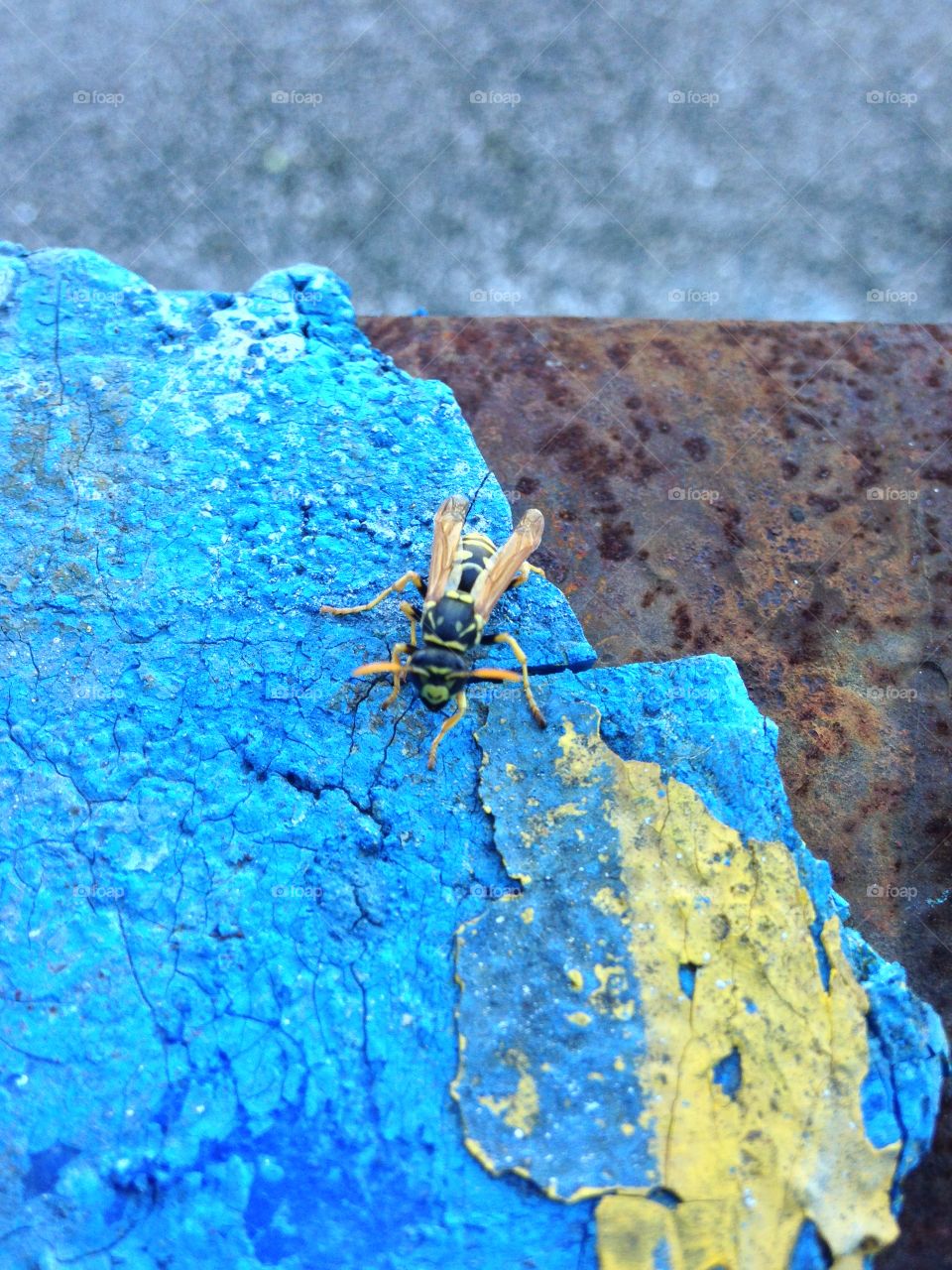 Close-up of wasp on rock