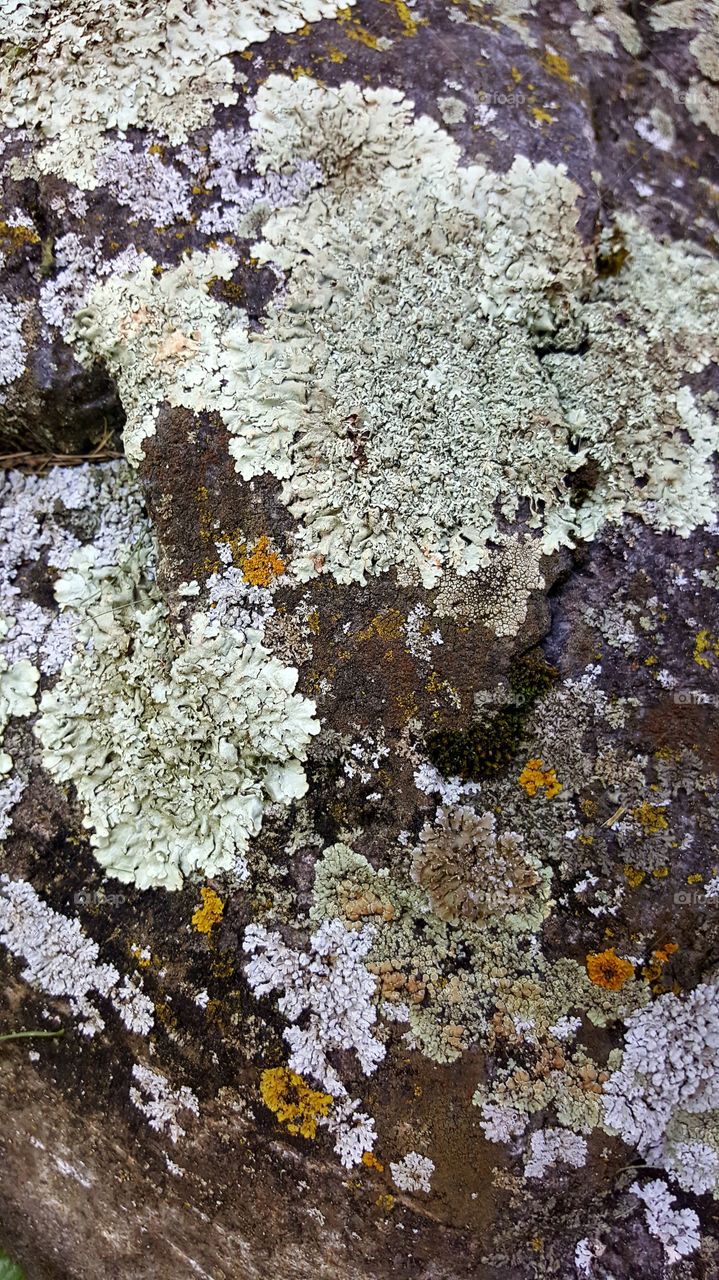 different color mosses on a rock outside summertime