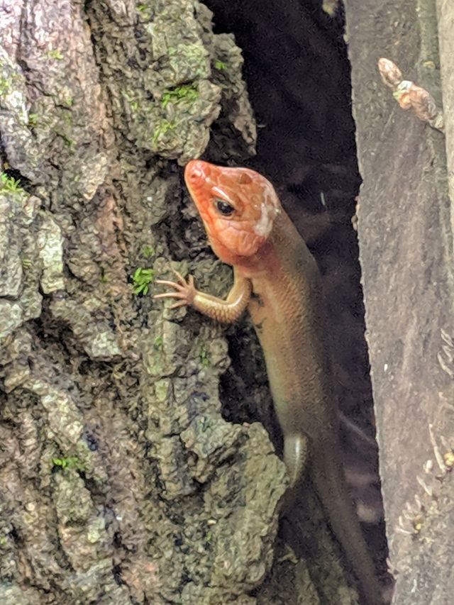 Broadhead Skink