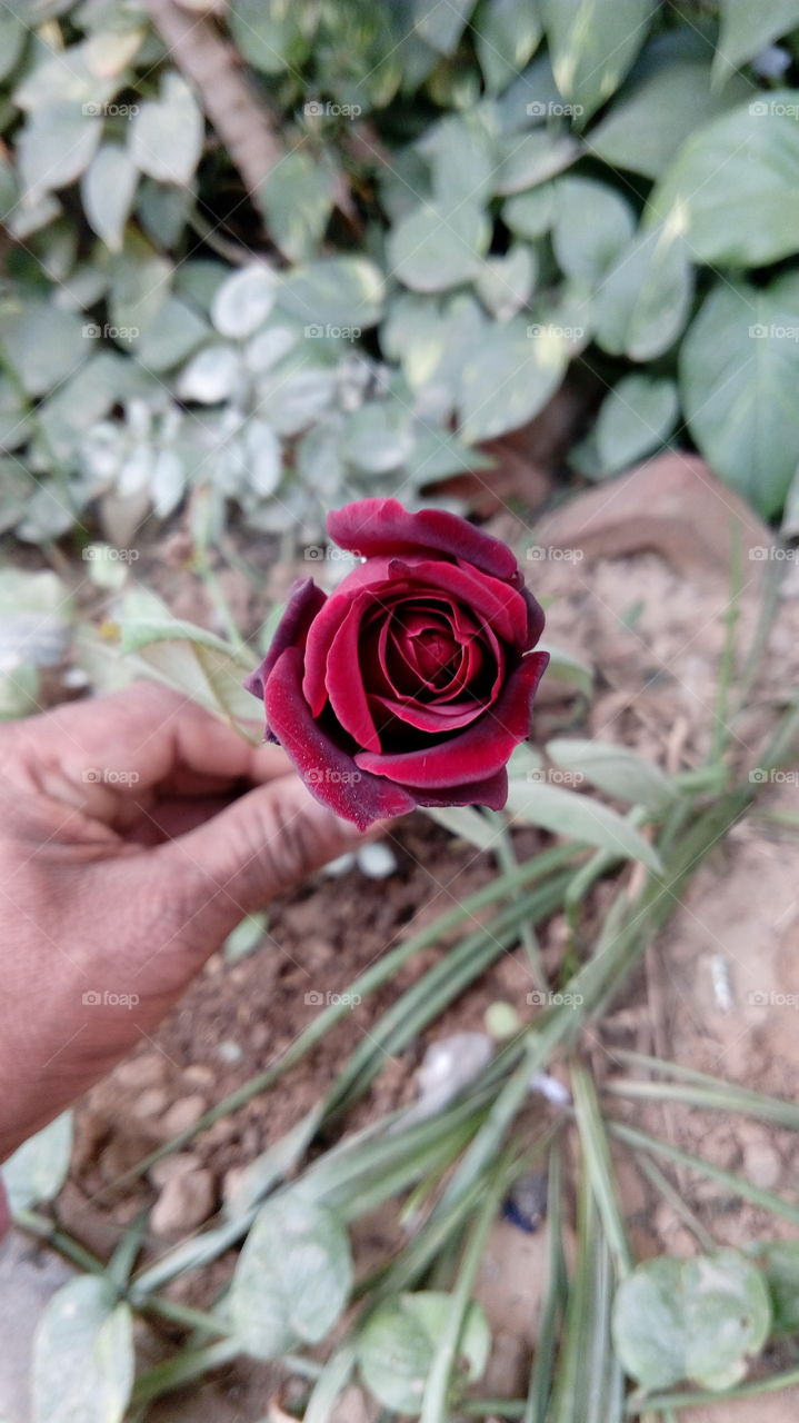 mehroon rose