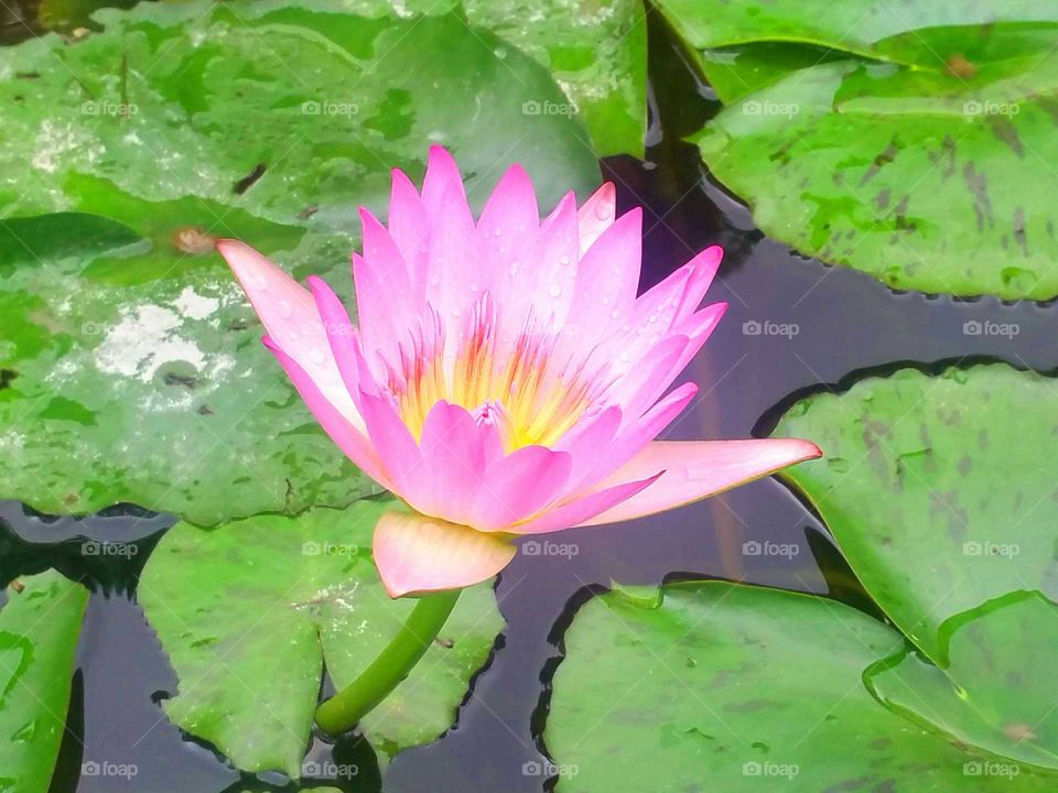A flower adding some color to this green pond.