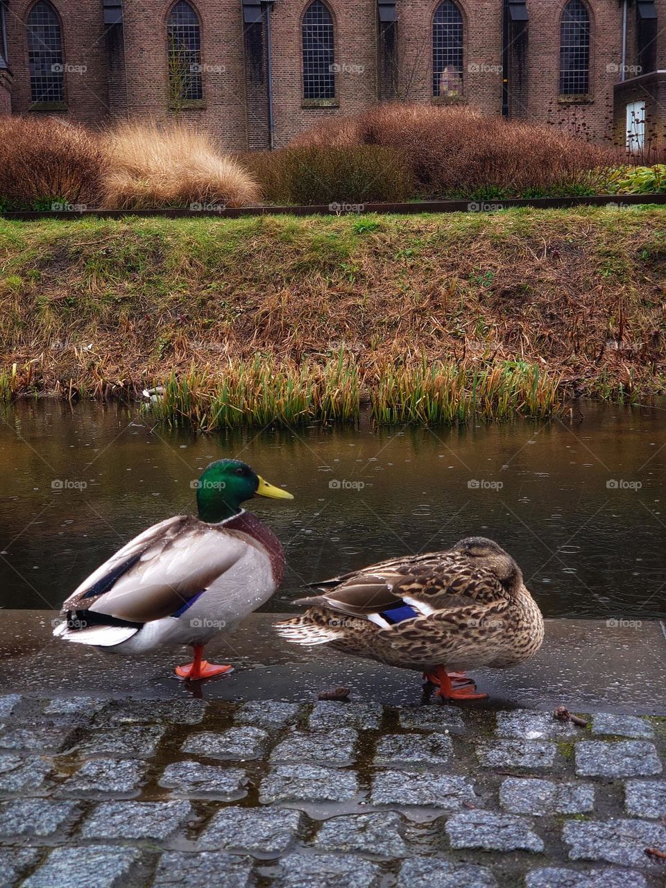 Ducks in the rain