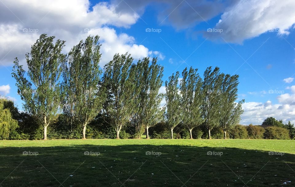 Trees in a row